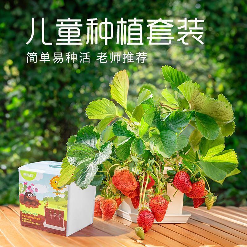 儿童种植小盆栽向日葵种孑草莓凤仙花种籽小学生观察根系生长套装