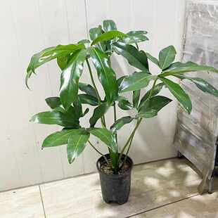 印第安羽毛蔓绿绒室内客厅好养耐阴大型绿植花卉净化空气稀有盆栽