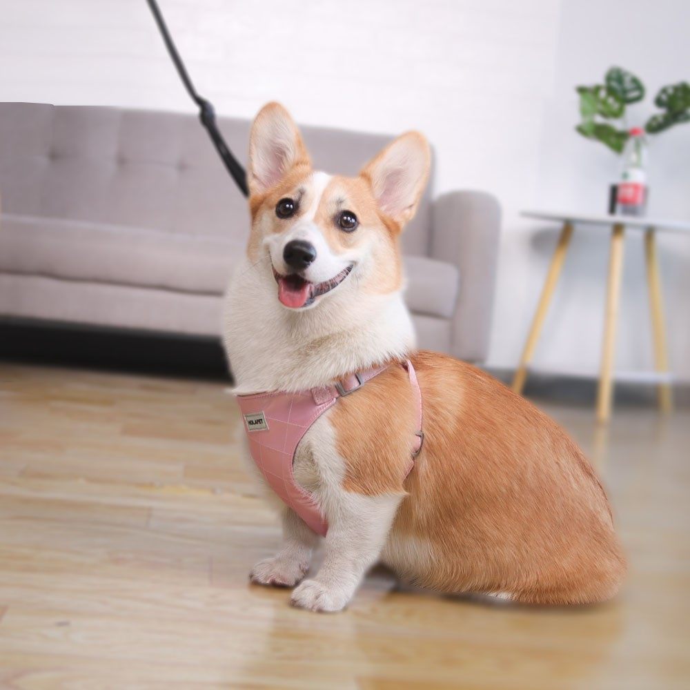 网红猫咪牵引绳背心式外出专用防挣脱遛猫绳自动伸缩背带溜猫链子,宠物/宠物食品及用品,猫牵引绳,淘宝优惠券,粉丝福利购,淘宝优惠卷