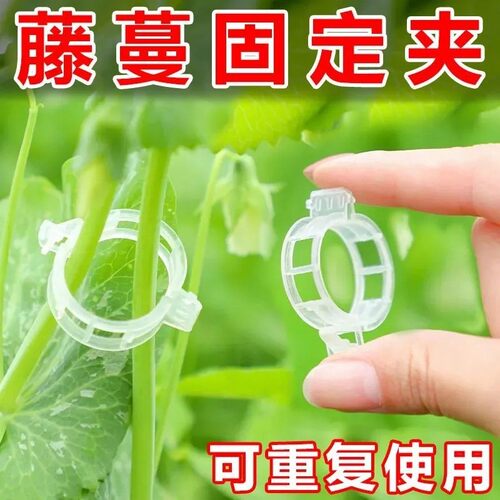 Trellis clips for securing seedlings, grape vines, vegetable