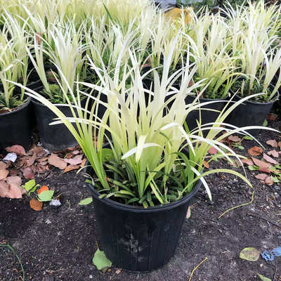 白麦冬盆栽庭院造景变色观叶植物纯金啤酒麦冬花镜植物耐寒观赏草