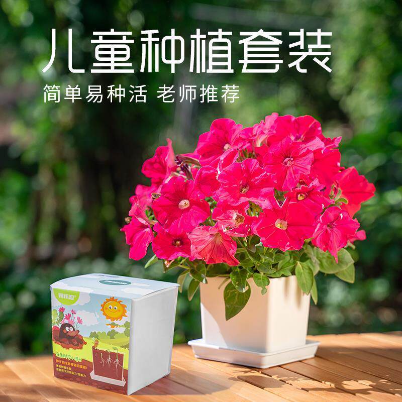 儿童种植小盆栽瓜果花草种孑四季播种开花矮牵牛种籽学生观察植物