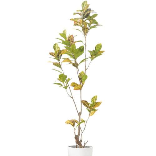 仿真绿植大型落地洒金榕橡皮树假盆栽植物盆景变色木摆件仿真盆景