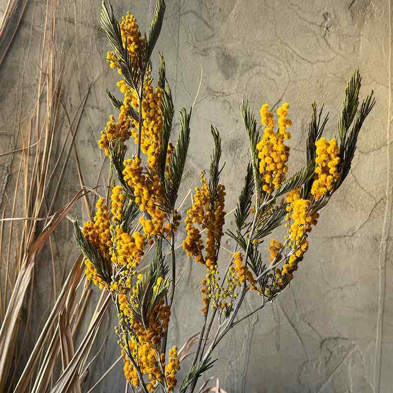 天然金球合欢干花花束植物花艺插花软装橱窗酒店民宿摄影道具diy