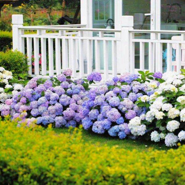 精品大花无尽夏绣球苗阳台别墅庭院花园植物圆锥棒棒糖欧洲木绣球
