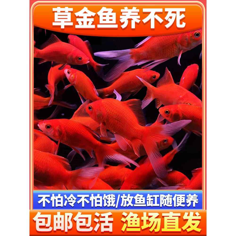 草金鱼活鱼锦鲤鱼苗观赏鱼淡水鱼冷水鱼小型耐活活体小金鱼红草金