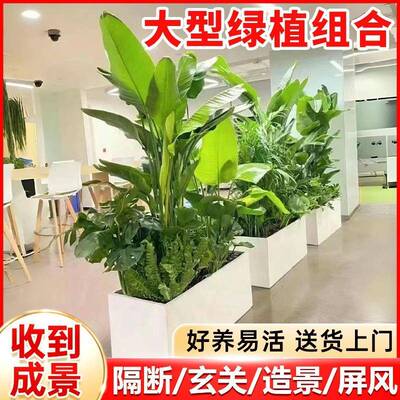 绿植造景森阳台大型盆客厅室内观外隔断屏风景真花卉花镜大绿大号