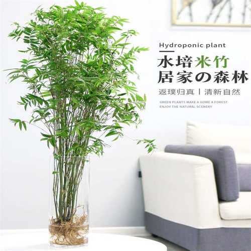 米竹盆栽苗水培植物室内小型凤尾竹桌面绿植微盆景竹子苗观赏竹