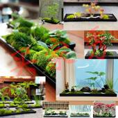 圆形花盆椭苔藓盆椭圆形花办公会议室草盆盆摆件乌花金石整石雕刻