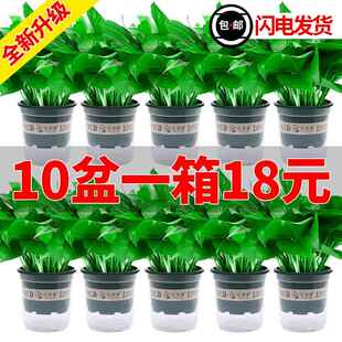 绿萝盆栽室内植物花卉绿植水培垂吊大叶绿箩新房家用