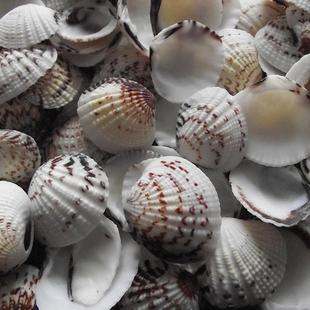 供应厚壳子天然海螺花厚扇贝拍摄道具鱼缸水族装饰配件定制