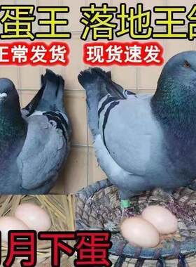 纯种元宝鸽落地王鸽子活物一对特大型鸽子活体肉鸽信鸽元宝种鸽