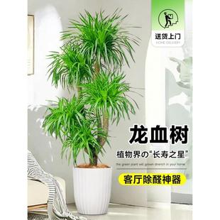 龙血树客厅绿植旺宅大型多头龙须树盆栽室内大号盆景真龙铁树植物