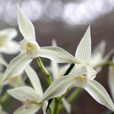 名兰谱莲瓣兰大雪素兰花浓香型兰花苗办公室客厅卧室茶室庭院花卉