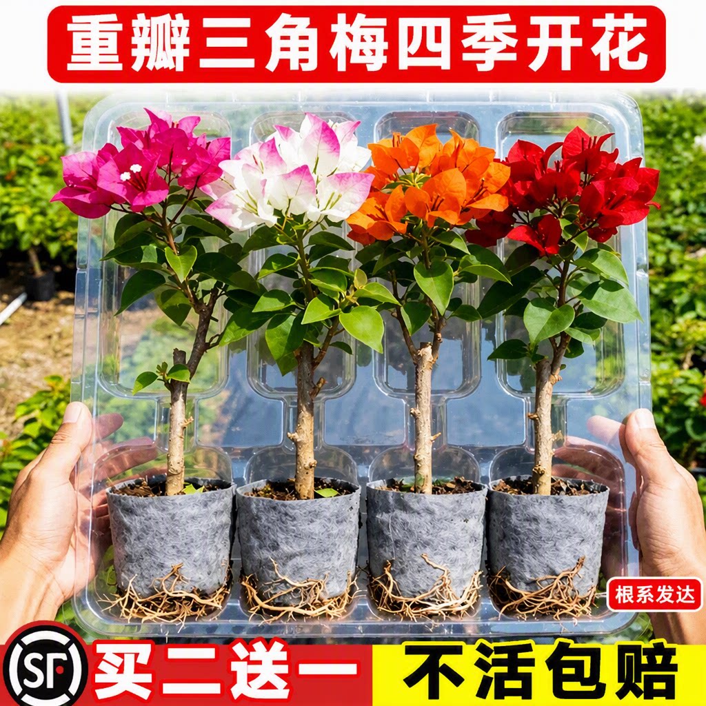 重瓣三角梅四季开花爬藤好养图片