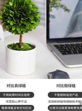 办室工位面绿植F9675S85上班情小绪稳定客厅桌旺宅植物摆件家居公