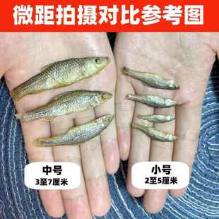 湖南农家小河鱼火焙鱼仔弄子鱼淡水嫩仔麦穗小干鱼自制毛毛鱼干货