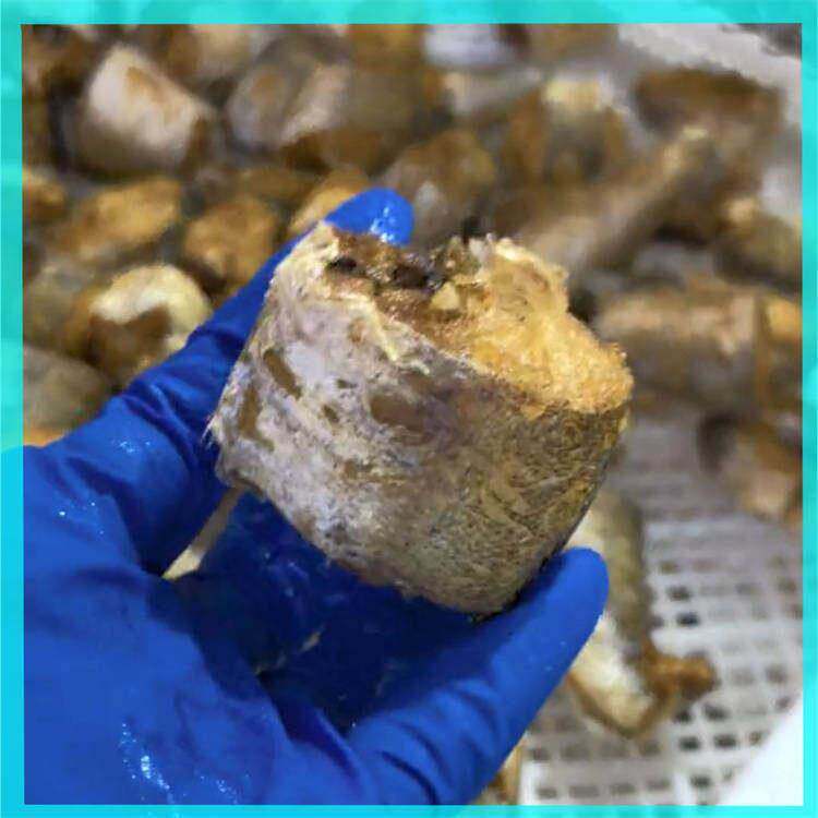 板带涂氟油炸机不沾料油炸线油不易变黑油炸设备鲅鱼段油炸机