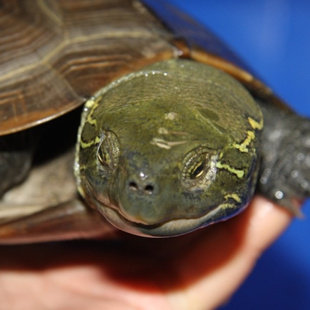 全品大头草  大头母草龟 大力神 头宽4厘米