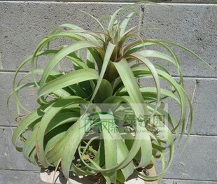展示 空气凤梨 Tillandsia Strepo. x Xerographica 卷霸王