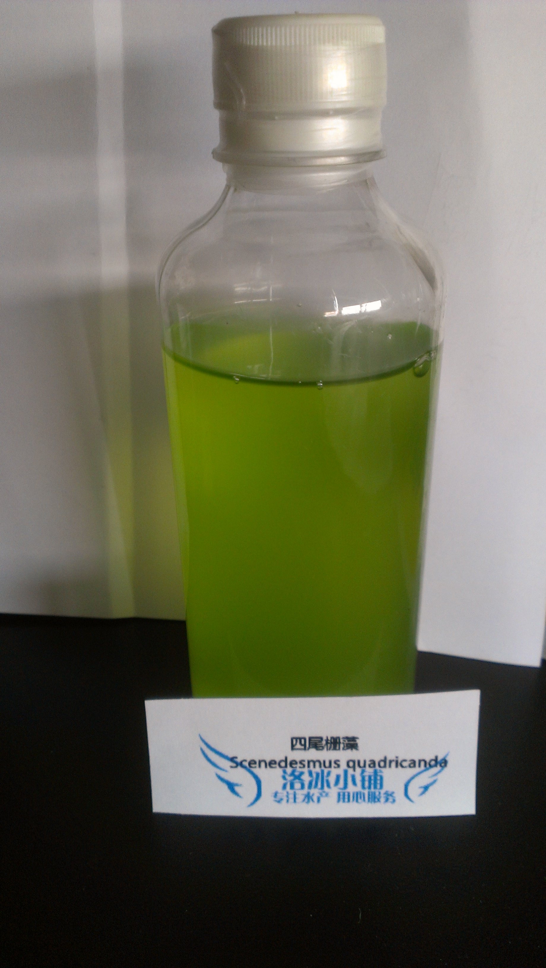 四尾栅藻 实验用藻 鱼虫开口活饵藻种 水质指示剂 300ml