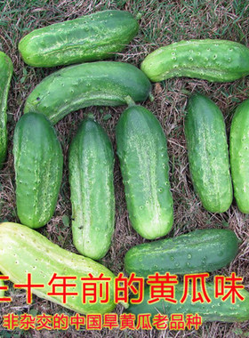 中国老品种旱黄瓜种子非杂交浓郁