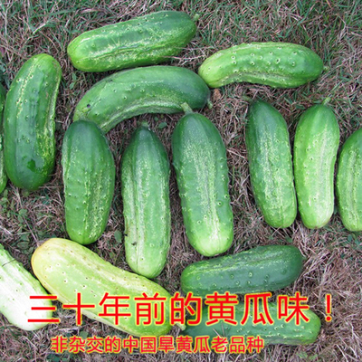 中国老品种旱黄瓜种子非杂交浓郁