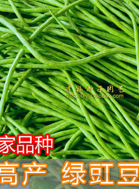 丰产二号油青黑籽春夏播种长豆角
