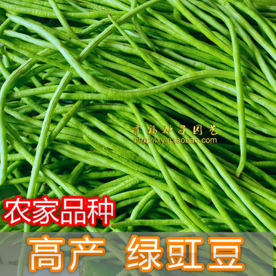 丰产二号油青黑籽春夏播种长豆角