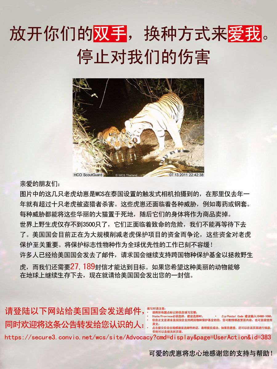 海报印制208海报展板素材(制作)1004 东北虎 公益