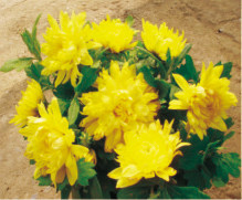 夏菊 四季菊 早小菊 四季开花 种苗 庭院盆栽 花境花苗