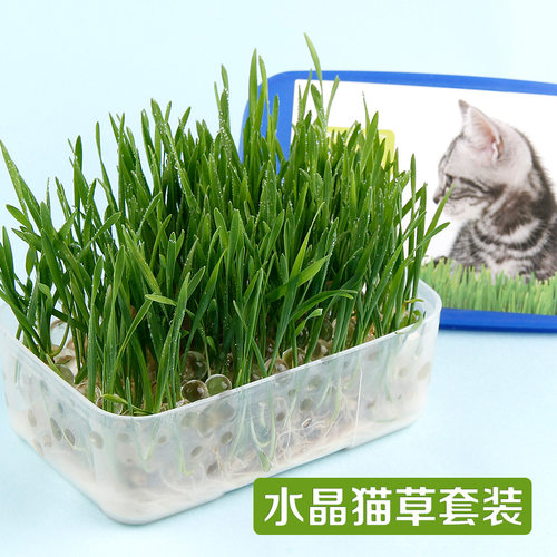 去毛球助消化 猫咪肠胃健康 猫草种子套装 猫薄荷 猫零食 猫食品