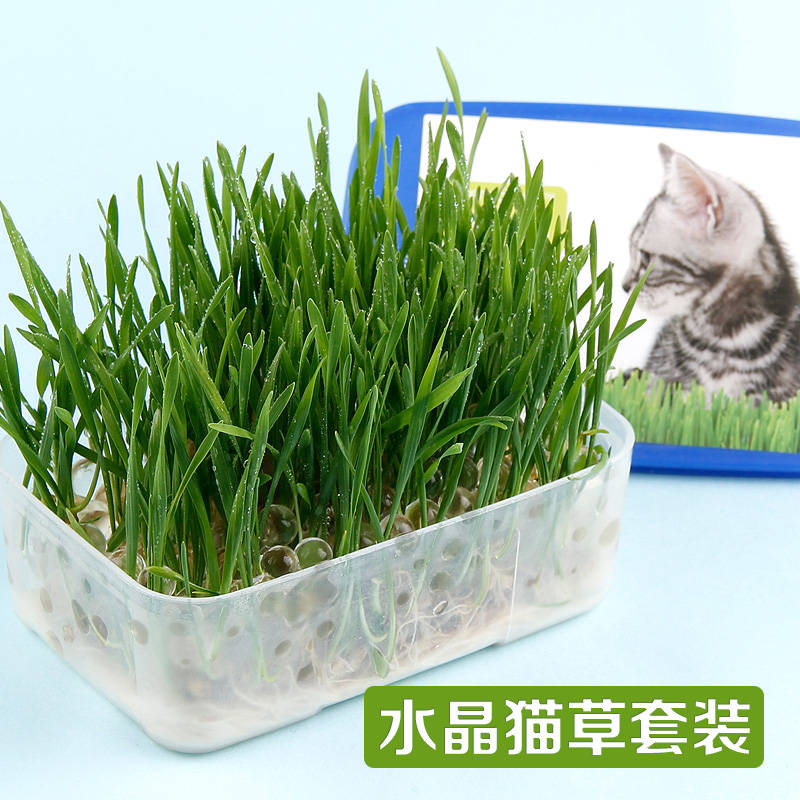 去毛球助消化 猫咪肠胃健康 猫草种子套装 猫薄荷 猫零食 猫食品