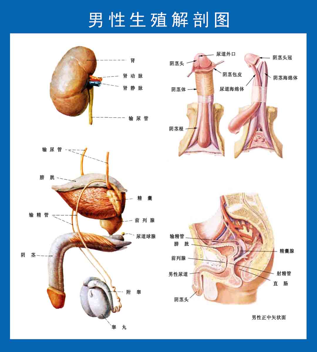 男人的 身体内部图片