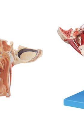 【厂家直销】头面部血管神经模型GD/A18109