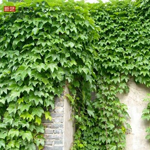 爬山虎爬藤苗爬藤植物庭院楼顶攀爬墙攀援盆栽五叶地锦爬山虎树苗
