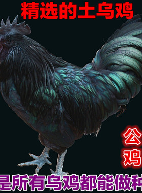 乌骨鸡公鸡土鸡乌鸡黑垚纯粮散养