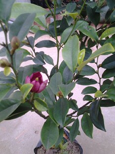 紫红含笑 浓香型 尖叶红花含笑 小苗30公分以上各规格都有