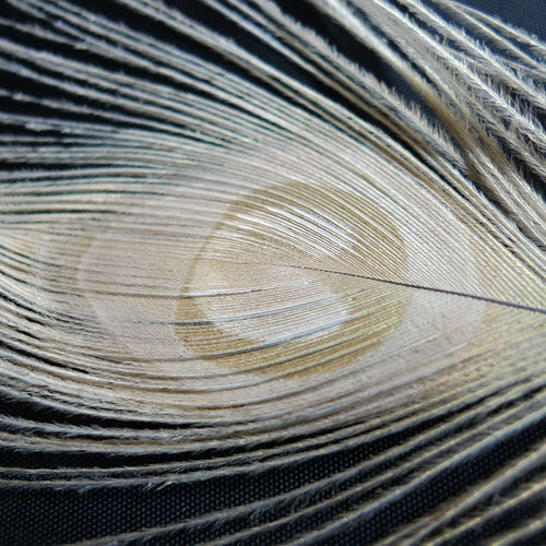 diy饰品配件发饰耳饰服装辅料 白色孔雀羽毛孔雀翎人工脱色