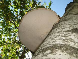 野生灵芝    白灵芝正品  满百包邮玉芝 长白山野生灵芝