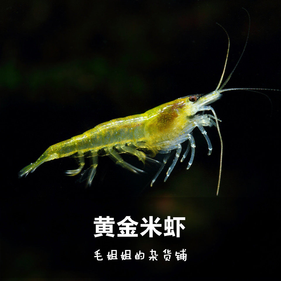黄金米虾除藻虾黄米虾观赏虾活体宠物虾金背基因鱼缸草缸好繁殖