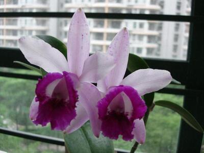 番茄雅韵堂C. intermedia orlata ‘Rio英特里奥原种卡特兰花洋兰