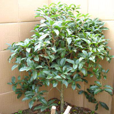 金桂精品桂花开花满枝头八月桂花香耐寒长青芳香花卉桂花茶桂花糕