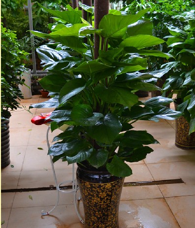 专送无锡-大绿萝室内外高档大型盆栽花卉植物开业吸甲醛防辐射