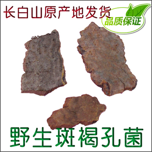整枝 野生斑褐孔菌 250克 长白山野生灵芝 斑褐孔菌