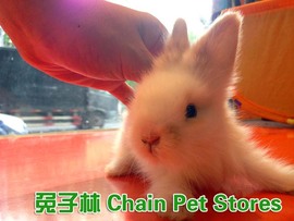 兔子林-宠物兔 纯种猫猫兔 安哥拉兔 西施兔 上海总店已出售了