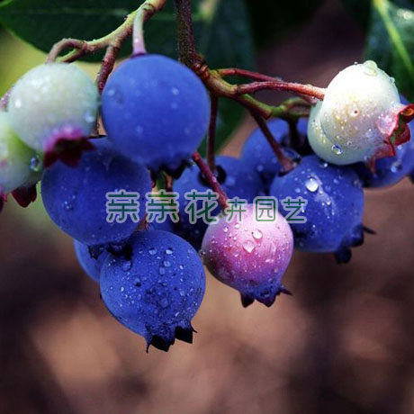 可盆栽*果树苗 南部高丛蓝莓树苗-奥尼尔蓝莓苗 早熟 果大 香味浓