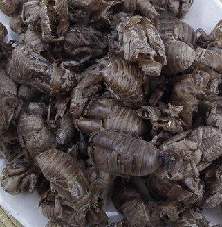 蝉蜕500g包邮虫退蝉壳蝉衣知了皮知了衣虫蜕蝉蜕粉100g