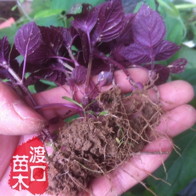 现挖苏子叶药食同源草药紫苏苗