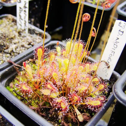 盆栽-食虫植物-巢型茅膏菜 ,夏天有点怕热,不包活